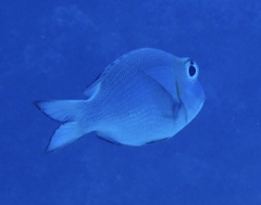 Monotaxis grandoculis