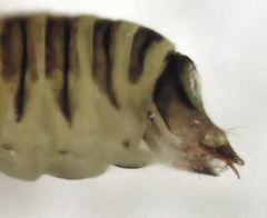 Cryptoneossa triangula