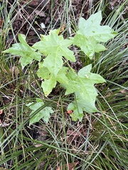 Liquidambar
