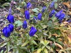 Gentiana andrewsii
