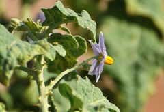 Solanum incanum