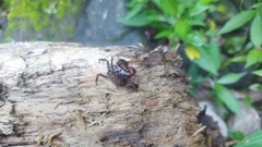 Geosesarma noduliferum