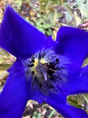 Gentiana andrewsii