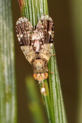 Tephritis formosa