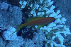 Pseudanthias squamipinnis
