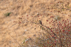 Emberiza cirlus