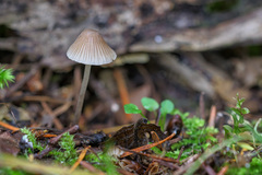 Mycena filopes