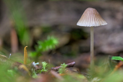 Mycena filopes