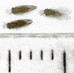 Cryptoneossa triangula