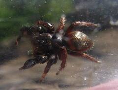 Habronattus oregonensis