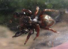 Habronattus oregonensis