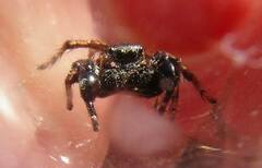 Habronattus oregonensis