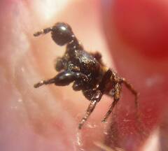 Habronattus oregonensis
