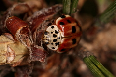 Harmonia quadripunctata