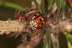 Harmonia quadripunctata