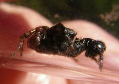 Habronattus oregonensis