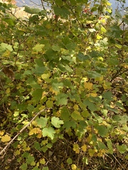 Ribes cynosbati