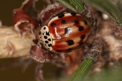 Harmonia quadripunctata