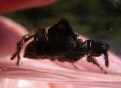 Habronattus oregonensis