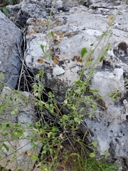 Fleischmannia incarnata