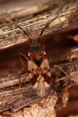 Scolopostethus decoratus