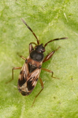 Scolopostethus affinis