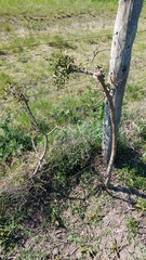 Aspidosperma quebracho-blanco