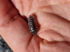 Armadillidium corcyraeum