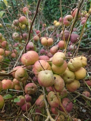 Chaenomeles