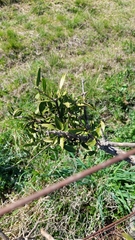 Aspidosperma quebracho-blanco