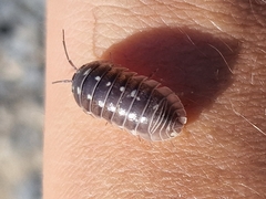 Armadillidium corcyraeum