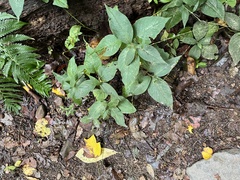 Persicaria virginiana