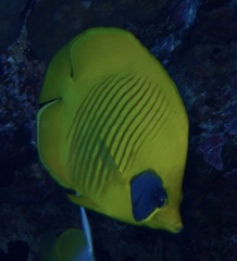Chaetodon semilarvatus