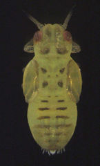 Cryptoneossa triangula