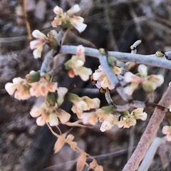 Eriogonum plumatella