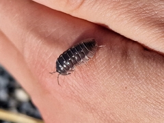 Armadillidium corcyraeum