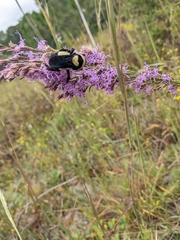 Bombus fraternus