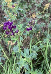 Medicago sativa