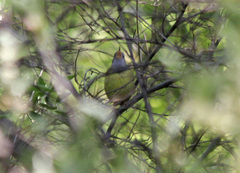 Oporornis agilis