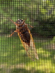 Magicicada septendecim