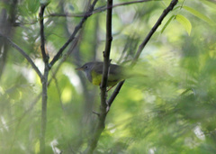 Oporornis agilis