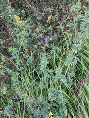 Medicago sativa
