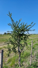 Aspidosperma quebracho-blanco