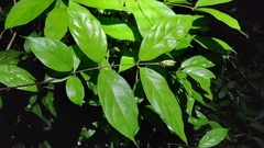 Oleaceae