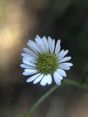 Boltonia asteroides