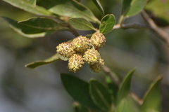 Conocarpus