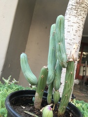 Baculellum articulatum