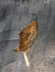 Adrapsa geometroides