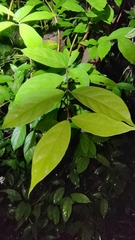 Oleaceae
