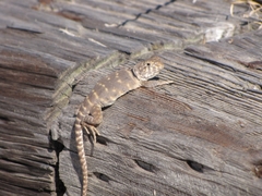 Crotaphytus collaris